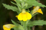 Yellow glandweed